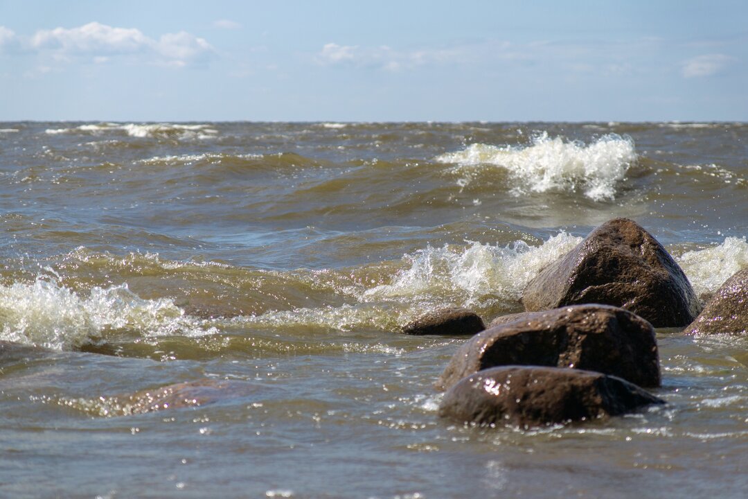 Где водится сельдь