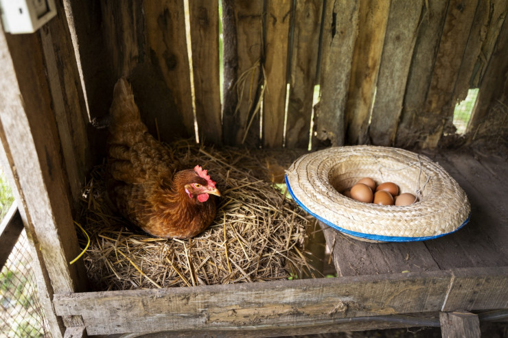 high-angle-hen-hat-with-eggs (1)