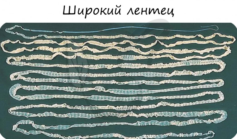 Особенности содержания судака в аквакультуре: секреты успешного разведения