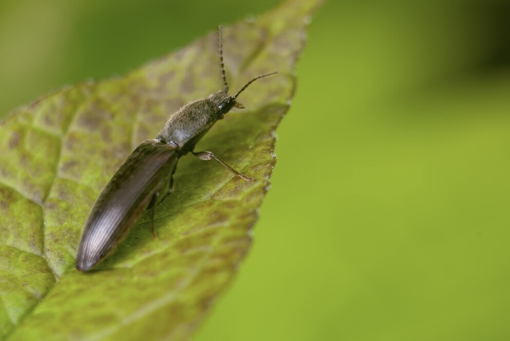 Вредители сои и меры борьбы