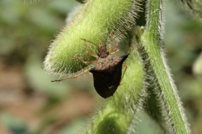 Вредители сои и меры борьбы