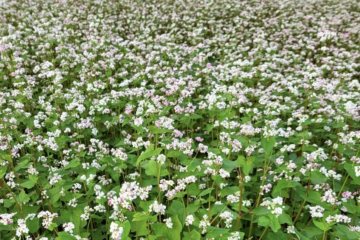 Технология возделывания гречихи
