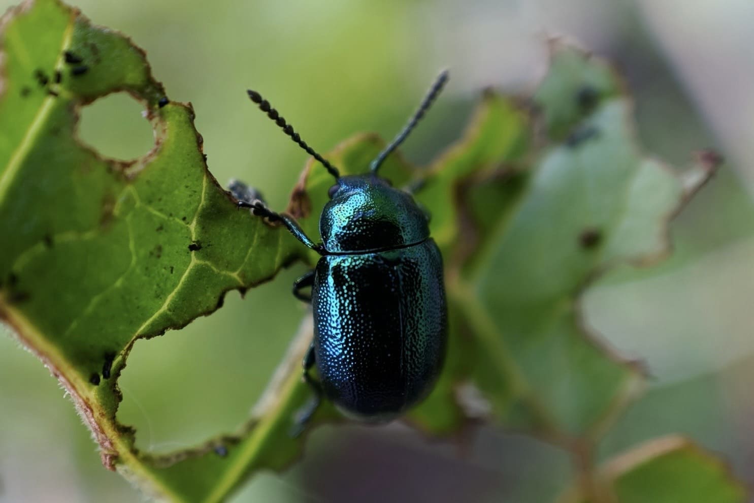 Кто убивает рапс: самые худшие вредители