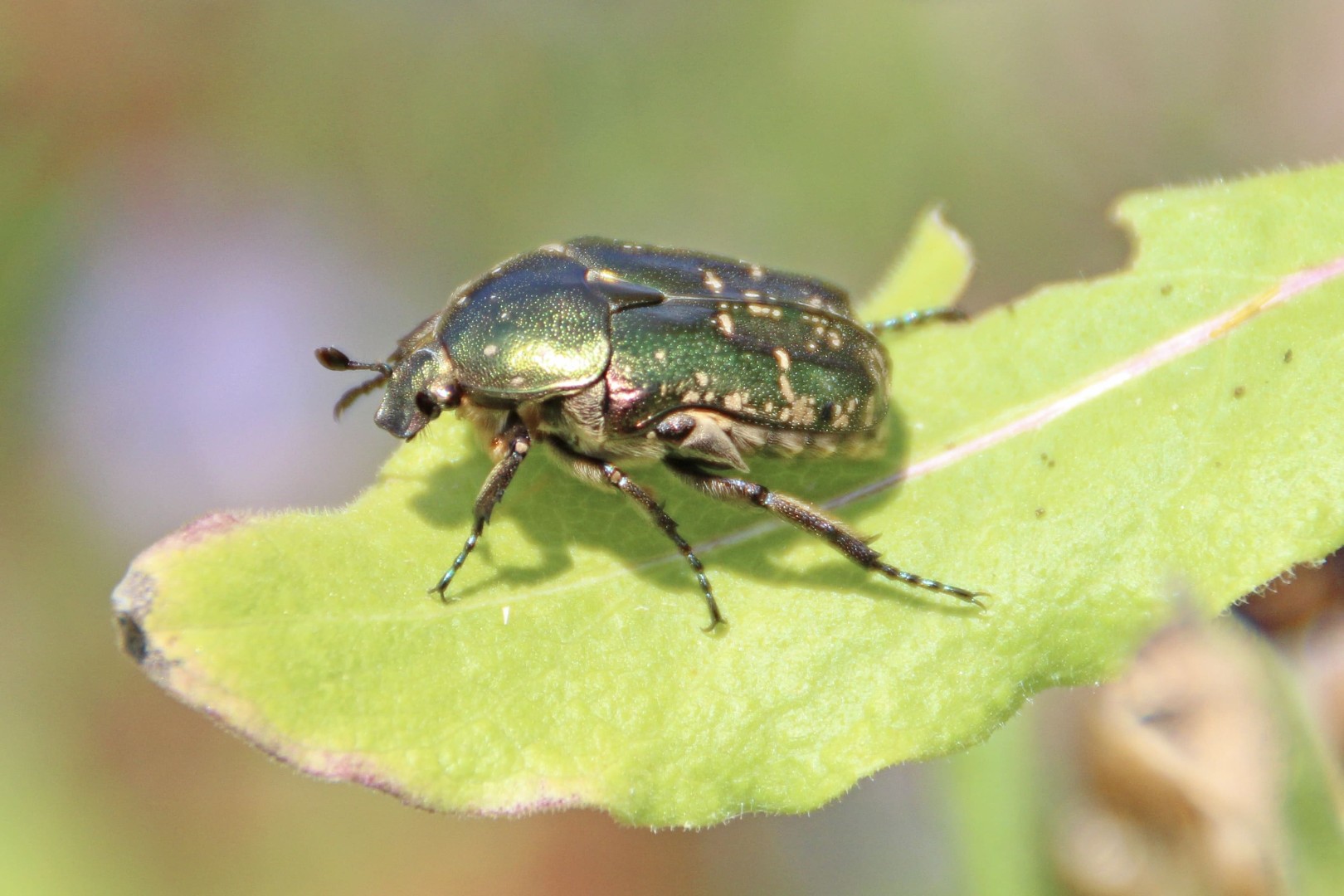 Кто убивает рапс: самые худшие вредители
