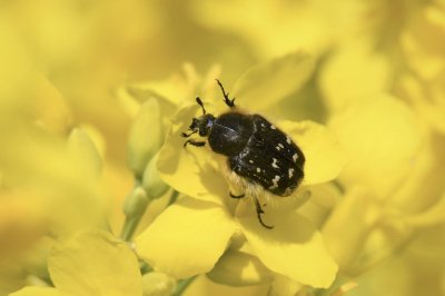 Кто убивает рапс: самые худшие вредители