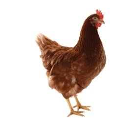 Лучшие яичные породы кур