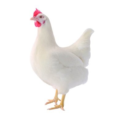 Лучшие яичные породы кур