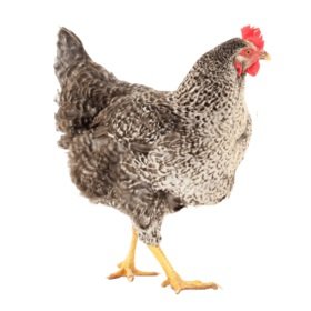 Лучшие яичные породы кур