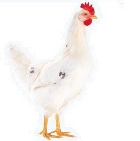 Лучшие яичные породы кур