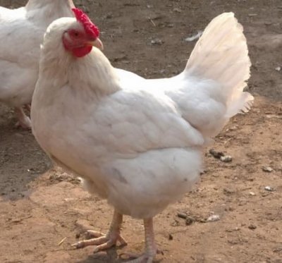 Лучшие яичные породы кур