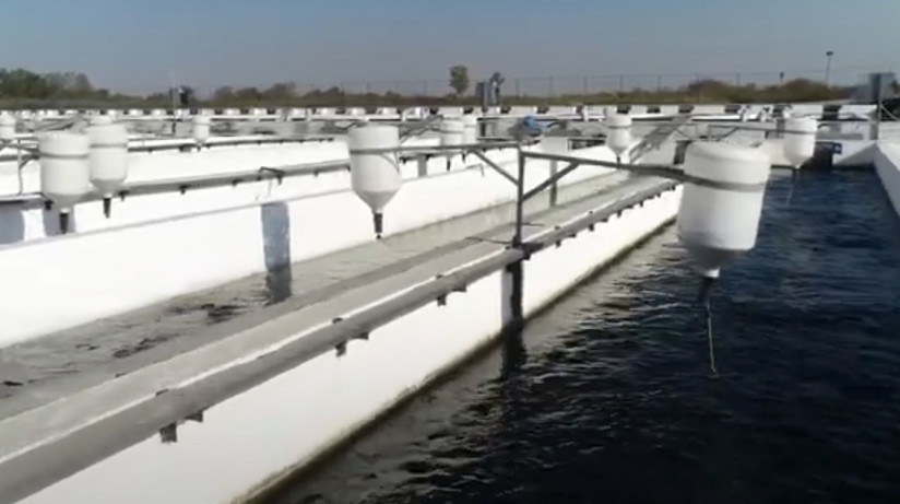 Производство форели в Северной Осетии: перспективы и вызовы