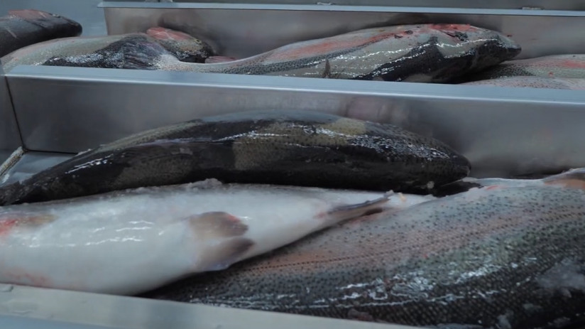 Производство форели в Северной Осетии: перспективы и вызовы