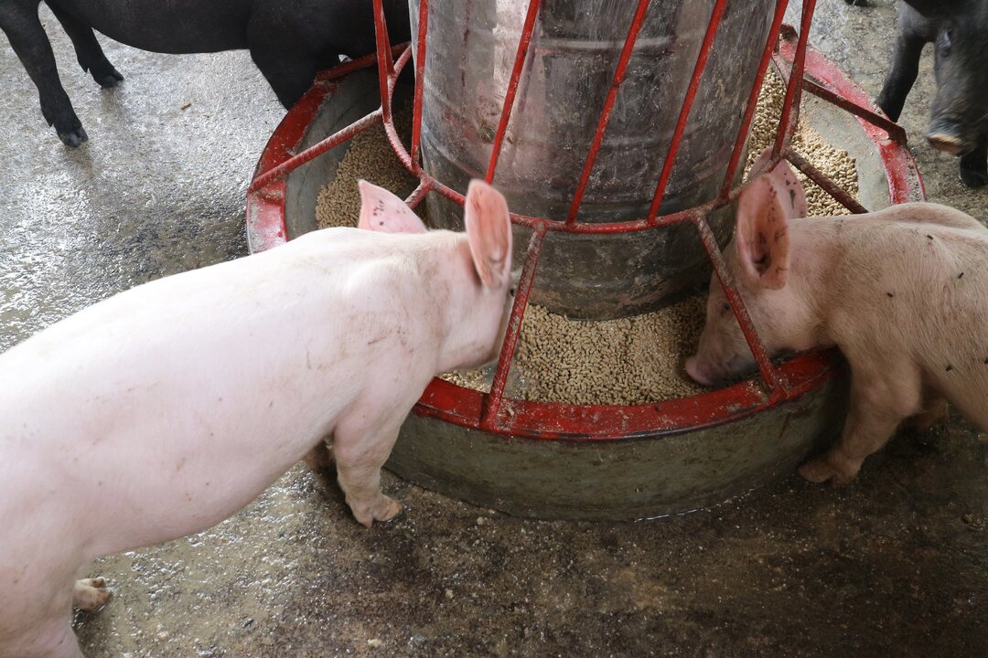 Ферментированный соевый шрот