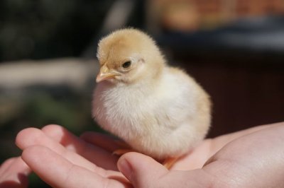 Витамины для цыплят