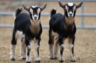 Лучшие молочные породы коз