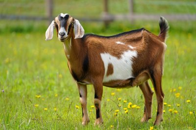 Лучшие молочные породы коз