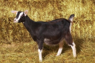 Лучшие молочные породы коз