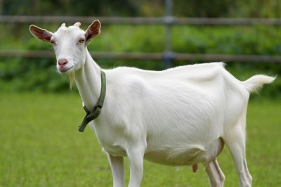 Лучшие молочные породы коз
