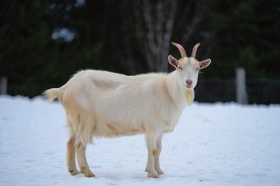 Лучшие молочные породы коз