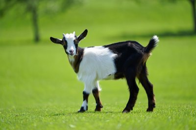 Лучшие молочные породы коз