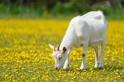 Лучшие молочные породы коз