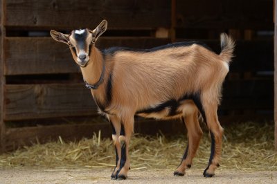 Лучшие молочные породы коз