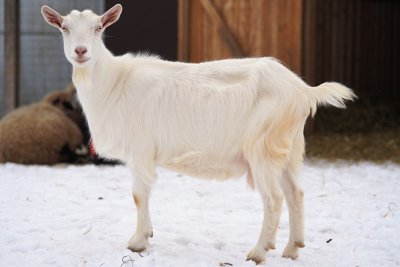 Лучшие молочные породы коз