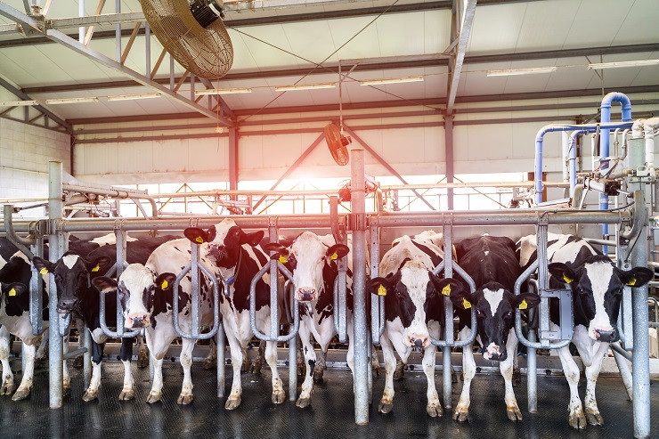 korovii-angar-molocnogo-zivotnovodstva-proizvodstvo-molocnyh-produktov-pitania-zivotnyh