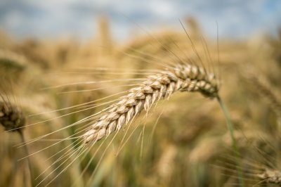 С 17 сентября ставка пошлины на экспорт пшеницы из России увеличится до 495,9 рубля за тонну