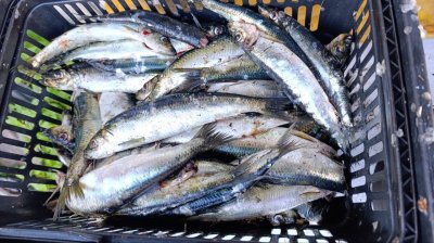 Россия сохраняет лидерство на мировом рынке сельди