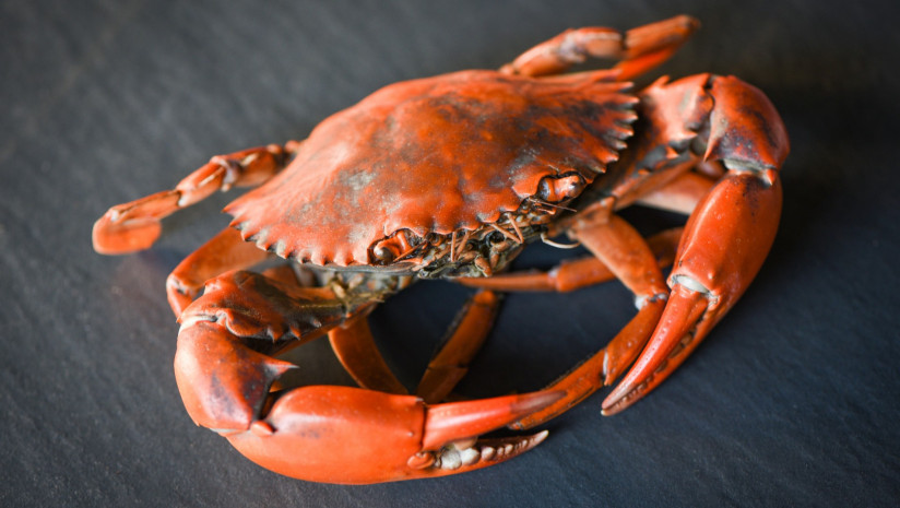 prigotovlennyi-krab-na-cernom-fone-varenye-krabovye-moreprodukty