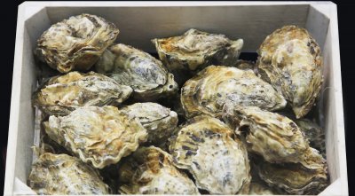 Микроводоросли помогут укрепить иммунитет устриц в питомниках