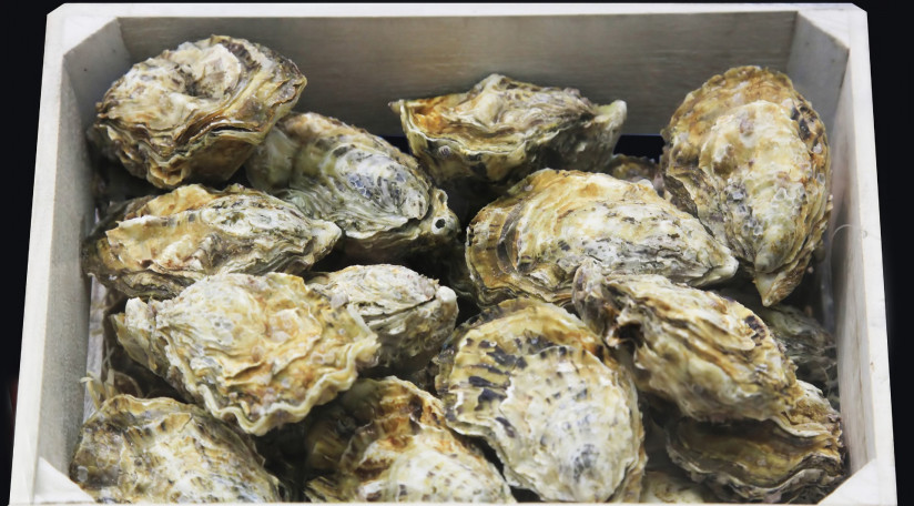 ustricy-na-prilavke-v-derevannyh-asikah-na-rynke-ustricy-dla-prodazi-na-rynke-moreproduktov