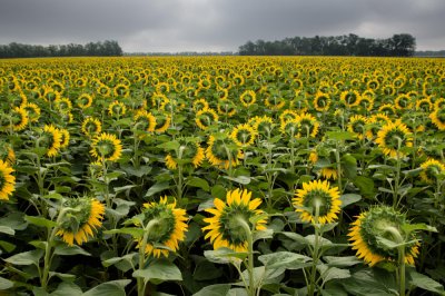 В Оренбургской области сбор подсолнечника в 2025 году вырос почти в два раза