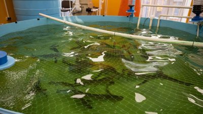 Ученые МГУТУ им. К.Г. Разумовского расшифровали геном штамма Aeromonas salmonicida SL0n: новые возможности для борьбы с аэромонозом в аквакультуре