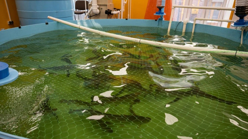 мгуту разумовского 169