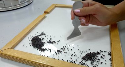 Красноярские аграрии втрое увеличили поставки рапса в Беларусь в 2025 году