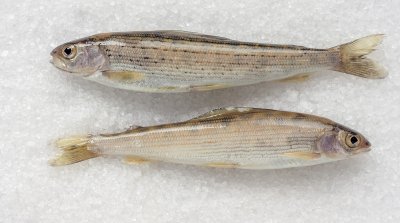 Микропластик через насекомых может попасть в рыбу, предупреждают ученые