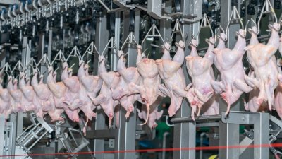 В Кунашакском районе на Урале заработали очистные сооружения: вырастет выпуск птицы