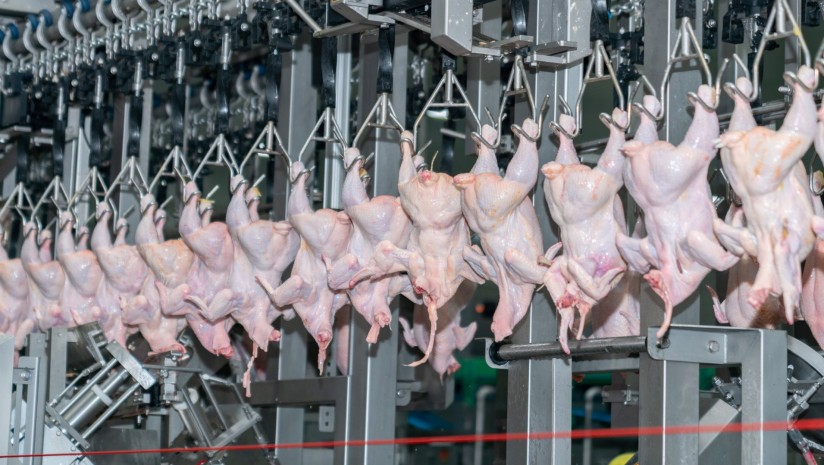 kurica-na-konveiernoi-cepi-posle-udalenia-per-a-v-processe-kurinyh-castei