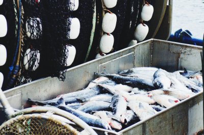 Спрос на вакансии в рыбной отрасли вырос на 57% за год