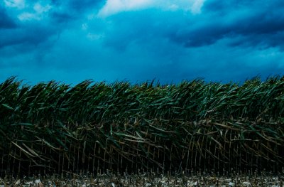 Передача данных из ФГИС позволит сократить документы при агростраховании