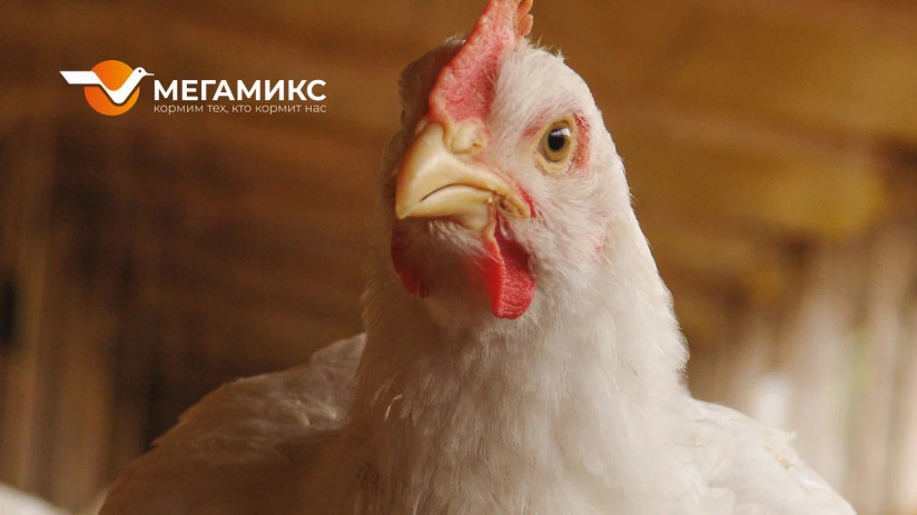 Бройлер_Монтажная область 1 копия 3