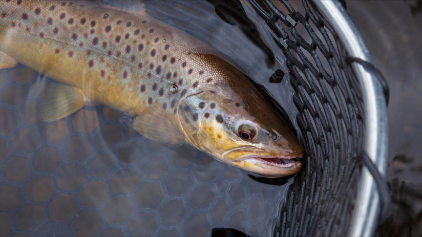 freepik__adjust__26418