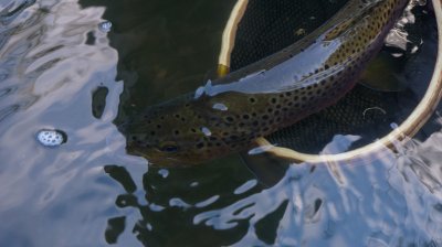 Все лекции онлайн-курса «Бактериальные болезни лососевых рыб» доступны на «Сфера Медиа»