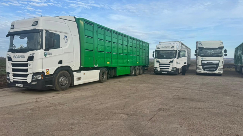 Поставки свиней в Казахстан