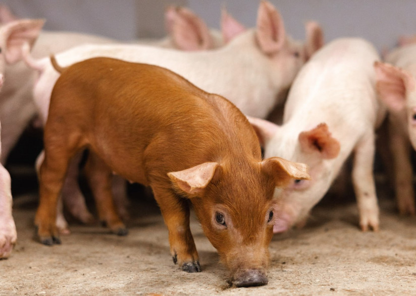 Свиньи_свинокомплекс