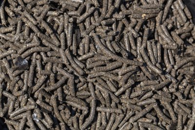 Россельхознадзор проконтролировал более 1,1 тыс. т подсолнечного шрота перед экспортом в Латвию