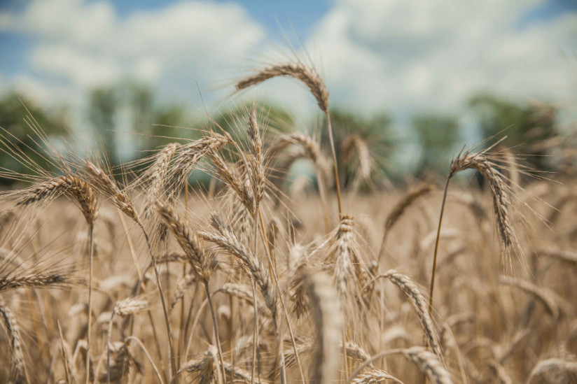Пшеница
