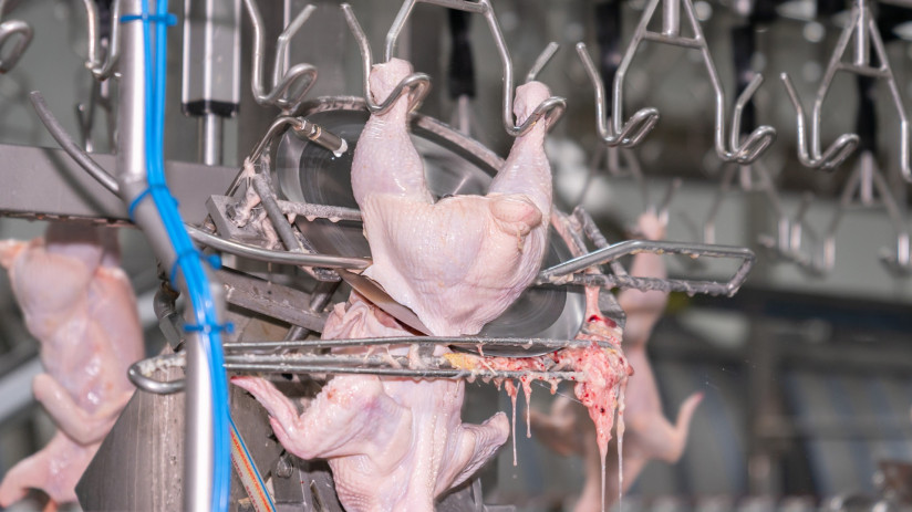 chicken-hang-jack-conveyor-cut-half-whole-chicken